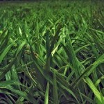 Cultivating a Gorgeous Lawn